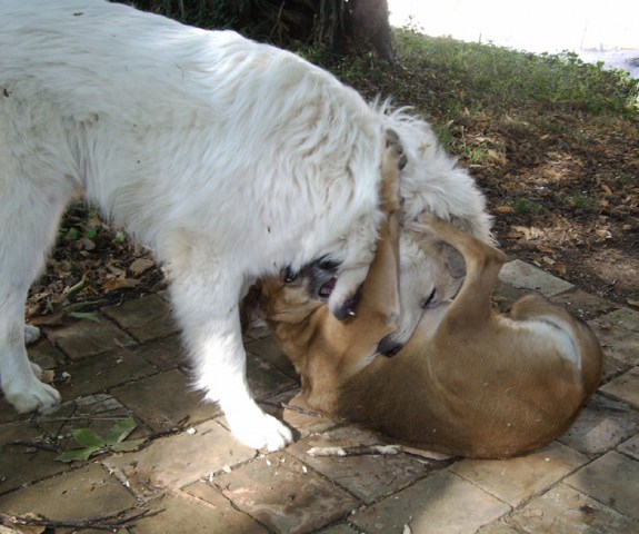 med_Dir zeig ich's .jpg (575 x 480)